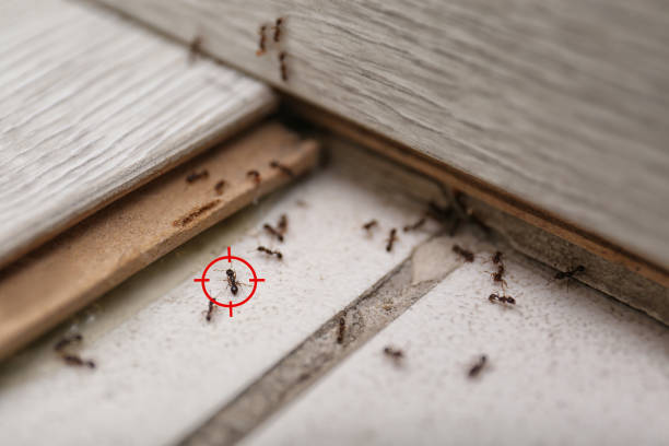 Trusted Western Lake, TX Pest Control Experts