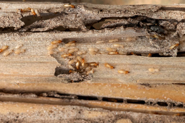 Best Pest Removal Services  in Western Lake, TX